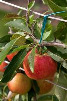 Malus domestica 'Red Falstaff' - Pomme