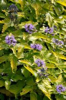 Caryopteris clandonensis 'Indice d'or'