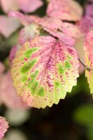 Viburnum pubescens. Coloration des feuilles d'automne