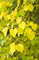 Morus nigra. Couleur des feuilles d'automne - Mûrier noir