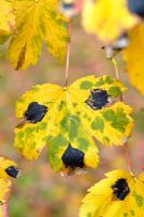 Rhytisma acerinum - Tache de goudron sur Acer pseudoplatanus 'Purpureum' en automne