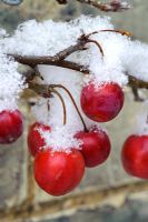 Malus 'Red Sentinel' - pommes sauvages dans la neige