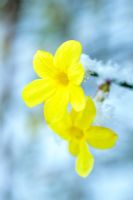 Jasminum nudiflorum - gros plan de fleur avec de la neige