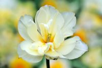 Tulipa 'Empereur exotique'