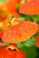 Calceolaria 'Sunset' - Fleur de pantoufle, Pantoufle