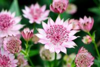 Astrantia major 'Roma'