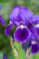 Iris germanica - Iris barbu