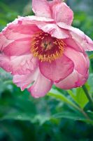 Paeonia suffruticosa 'Tessera'