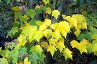 Acer pensylvanicum montrant la couleur d'automne - mi-novembre