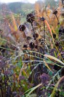 Echinacea purpurea et herbe avec gel fondant