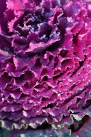 Brassica oleracea 'Purple Pigeon '. Chou ornemental