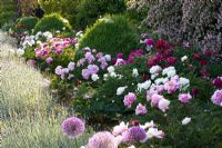 Parterre d'été avec Lavandula, Paeonia lactiflora, Paeonia lactiflora 'Bol de beauté' et Paeonia lactiflora 'Sarah Bernhardt'