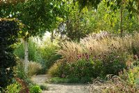 Échinacée et graminées ornementales dans le jardin de Hepworth encadrées de bétula - bouleaux.