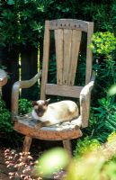 'Coco 'le chat siamois sur un siège rustique dans un jardin pot