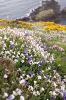 Fleurs sauvages côtières au printemps, Guernesey - Ulex eupopaeus, Silene vulgaris, Armeria maritima et Hyacinthoides non-scripta
