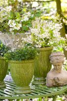 Groupe de pots sur table de jardin planté de Deutzia gracilis 'Aurea', Viburnum plicatum 'Watanabe' et Potentilla tridentata 'Nuuk'