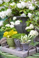 Groupe de pots et pots plantés avec Hosta 'Masquerade', Heuchera 'Lime Ricky', Campanula 'Elisabeth Oliver' et Viburnum plicatum 'Thunberg's Original '