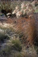 Stipa tenuissima et Miscanthus sinensis 'Graziella '. Grassheads attraper le soleil du matin.