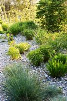 Un jardin de gravier mixte nouvellement planté composé de Monarda, Echinacea, Graminées ornementales et Kniphophia.