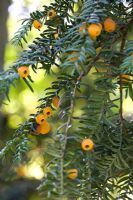 Taxus baccata 'Lutea' - Jardins Sir Harold Hillier
