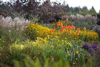 Le nouveau jardin carré à RHS Rosemoor avec Kniphofia rooperi, Miscanthus sinensis, Rudbeckia et Aster novi-belgii 'Checkers'