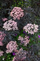 Sambucus nigra 'Black Lace'