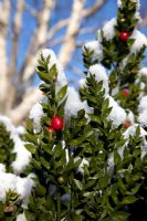 Ruscus aculeatus - Balai de boucher dans la neige à l'Hilliers Arboretum.