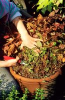 Couper les vieilles feuilles brûlées d'Epimedium pour permettre aux nouvelles feuilles d'émerger et de rendre les fleurs plus visibles en quelques semaines
