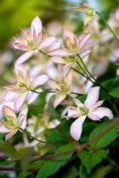 Clematis montana 'Marjorie'