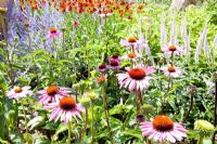 Le jardin de l'exosquelette avec Helenium, Echinacea purpurea et Perovskia - Future Gardens, St Albans, Herts