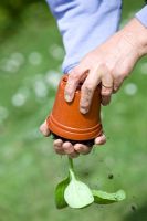 Planter des plants de courge musquée en pot. Personne tenant un pot en plastique à l'envers pour enlever les semis