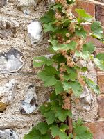 Ribes 'White Grape' - Groseilles blanches entraînées contre le mur du jardin