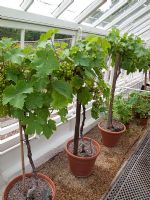 Ribes - Raisins blancs cultivés comme standards dans des pots en terre cuite dans une serre chauffée - West Dean
