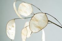 Lunaria annua - Têtes de graines d'honnêteté