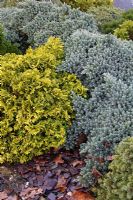 Chamaecyparis obtusa 'Nana Aurea' avec Juniperus squamata 'Blue Star'