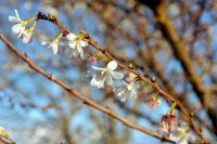 Prunus x subhirtella 'Autumnalis' - Cerisier à fleurs d'hiver