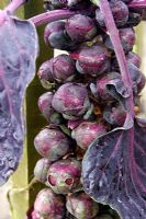 Brassica oleracea 'Falstaff' - Choux de Bruxelles