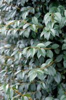 Ligustrum sinense comme couverture au jardin RHS, Rosemoor