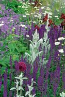 Verbascum bombyciferum, Salvia, Nepata, Orlaya grandiflora et Bearded Iris en parterre de fleurs d'été. The Telegraph garden - Designer Tom Stuart-Smith. Médaille d'or et Best in show au Chelsea Flower Show 2006