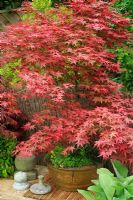 Acer palmatum 'Shideshojo' poussant dans un bol oriental et montrant les teintes rouges sur les feuilles nouvellement ouvertes au printemps