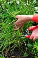 Couper le vieux feuillage et les fleurs fanées d'Allium - Ciboulette pour encourager de nouvelles pousses fraîches et tendres
