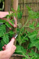 Couper une tête fendue d'une plante de tomate cultivée en cordon et choisir de garder la pousse avec le bouquet de fleurs
