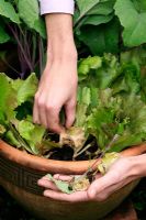 Pincer les feuilles anciennes et en décomposition de la laitue et du khôl rabi poussant dans un pot pour garder les maladies comme le Botrytis à distance