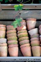 Pots en terre cuite vintage empilés dans une caisse en bois