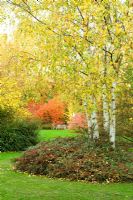 Vue de parterres de couleur automne à Cambridge Botanic Gardens avec Betula - Bouleaux, Cotoneaster horizontalis. Cotinus, Prunus et Euonymus à distance.