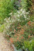 Parterre d'automne mixte avec Zauschneria californica