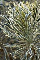 Euphorbia characias 'Tigre de Tasmanie'