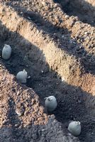Planter des pommes de terre hachées. Cépages - 'Estima', 'Premiere' et 'Maris Bard' le 25 avril dans un potager bio. Gowan Cottage, Suffolk