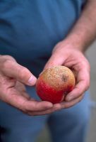 Gloeosporium - Pourriture brune sur une pomme