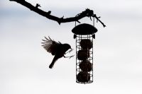 Erithacus Rubecula - Robin volant vers le chargeur de balle de suif. Silhouette
